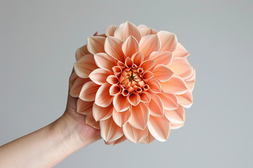 Wall Mural - A hand holding a large, orange flower