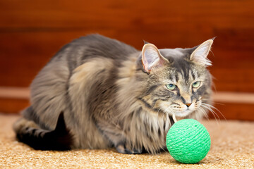 Wall Mural - cat with a ball. big fluffy tricolor cat sitting on the floor with a small green ball, close-up, animal concept