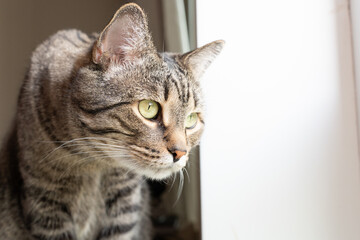 Wall Mural - cute curious cat looking to the window