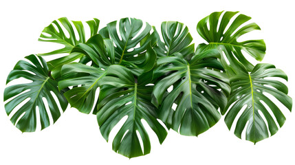 Wall Mural - Beautiful composition with fern and other tropical leaves on white background. Banner design	