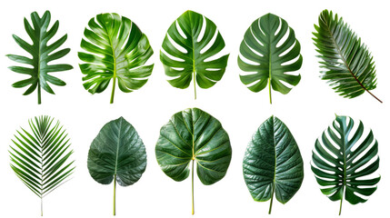 A collection of vibrant tropical leaves dance gracefully against a clean white backdrop, showcasing the beauty of natures lush foliage