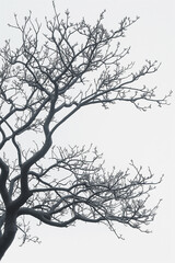 Wall Mural - A tree with no leaves is shown in black and white