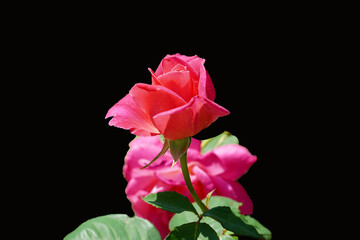 Wall Mural - pink rose on black