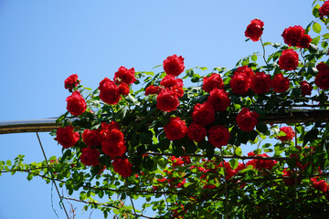 Wall Mural - a red rose against a blue sky