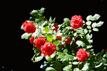 Wall Mural - bouquet of red roses