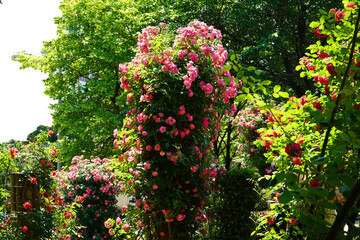 Wall Mural -  pillar of red roses