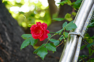 Wall Mural - red rose on a wooden fence