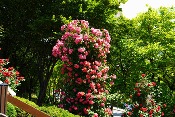 Wall Mural -  pillar of red roses