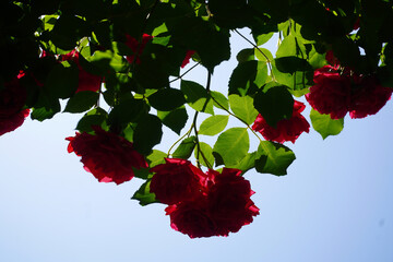 Wall Mural - red rose