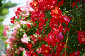 Wall Mural - Red roses full of screens.