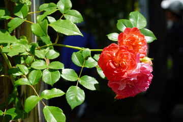 Wall Mural - red rose bush