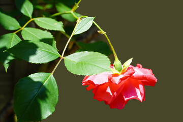 Wall Mural - red rose flower