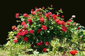 Wall Mural -  pillar of red roses