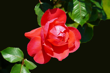 Wall Mural - single red rose