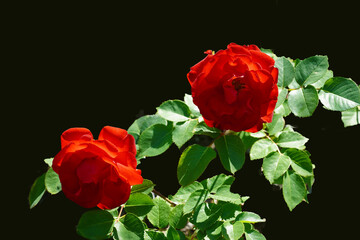 Wall Mural - three roses