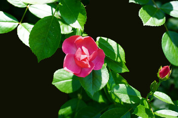 Wall Mural - pink rose