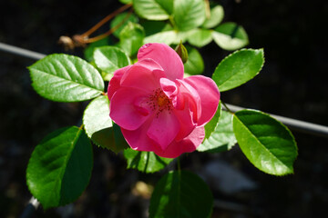Wall Mural - pink rose