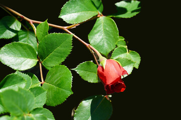 Wall Mural - red rose hips