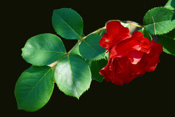 Wall Mural - red rose