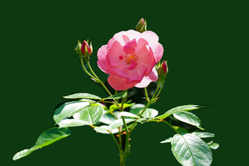Wall Mural - pink rose
