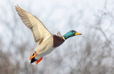 Wall Mural - Drake mallard duck in flight over the cold Ottawa river in winter.