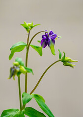 Wall Mural - Purple flower of columbine. Flowering plant close-up. Aquilegia vulgaris.
