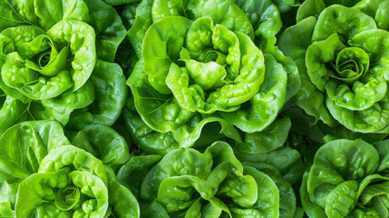Poster - A detailed view of a bunch of fresh green lettuce leaves, showing their vibrant color and crisp texture. The lettuce leaves are densely packed together, forming a lush and healthy cluster