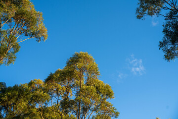 Wall Mural - beautiful gum Trees and shrubs in the Australian bush forest. Gumtrees and native plants growing