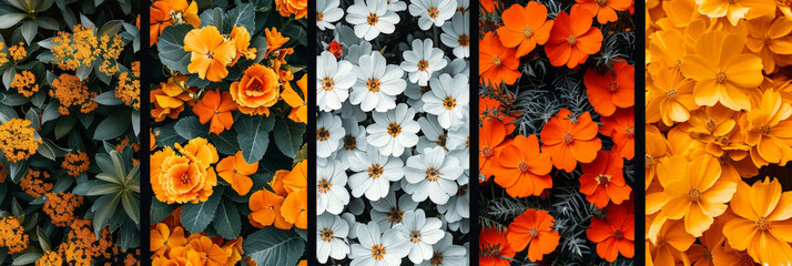 Poster - A straight row of vibrant orange and white flowers blooming in a well-maintained garden, creating a visually appealing display of colors and symmetry