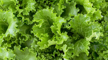 Wall Mural - growing lettuce leaves background, close up