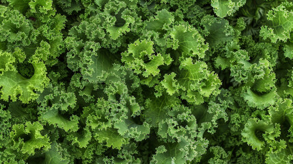 Sticker - A detailed view of kale leaves, showcasing their vibrant green color and unique texture. The camera zooms in on the intricate patterns and veins of the leaves