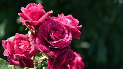 Red rose flower background. Red roses on a bush in the garden, close-up. Red rose flower with water drops after rain or morning dew. Red Rose, magic, Plant care, landscaping, holiday gift for a girl