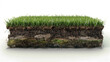 © Natalia - Cross-section of healthy, green grass layers over rich soil, showing intricate root systems and various soil layers. Ideal for illustrating soil health and plant growth.