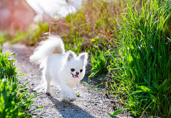 Sticker - chihuahua in nature