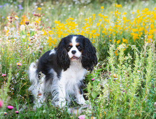 Sticker - cavalier king charles