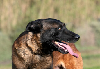 Sticker - belgian shepherd in nature