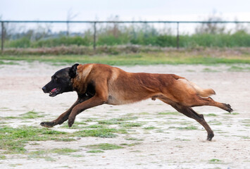 Canvas Print - training of belgian shepherd