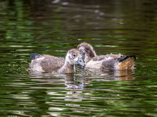 Canvas Print - Nilgans