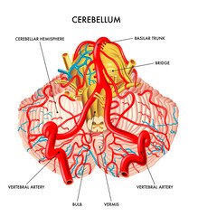 Medical illustration shows the blood circulation of the cerebellum, with annotations.