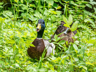 Canvas Print - Stockente