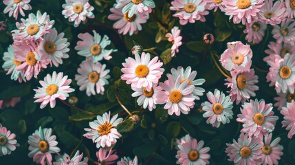 Poster - Elegant Aerial View of Pink Daisies Displaying Symmetrical Geometric Patterns with Intricate Background Detail Under Soft Diffused Light