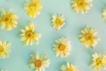 Poster - Sunny Spring Day: Vibrant Yellow Daisies on Pastel Green Background with Soft Shadows