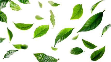 Wall Mural - green tea leaves flying in the air isolated on transparent background.