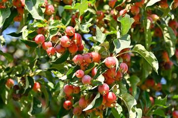 Wall Mural - Paradis (crabapple) apple tree