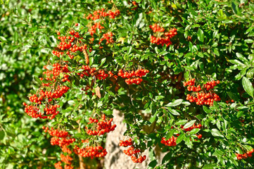 Wall Mural - Rowan berries, Mountain ash (Sorbus) tree