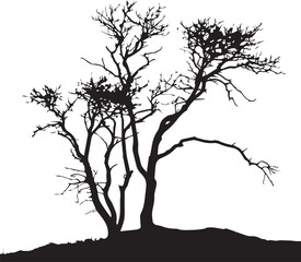 Wall Mural - silhouette of a tree