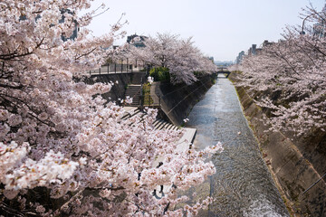 Sticker - 生田川の桜