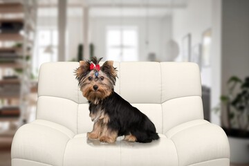 Sticker - Cute small dog sit on sofa at home