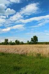 Wall Mural - A field of brown grass and trees