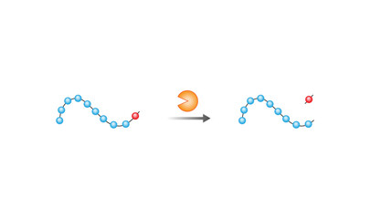 Angiotensin. Renin-Angiotensin-Aldosterone System, blood pressure regulation. Angiotensin-converting enzyme. ACE inhibitors. Vector illustration.
